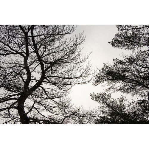 Jones, Allison 아티스트의 USA-Vermont-Morrisville-Jopson Lane Tree silhouetted against winter sky작품입니다.